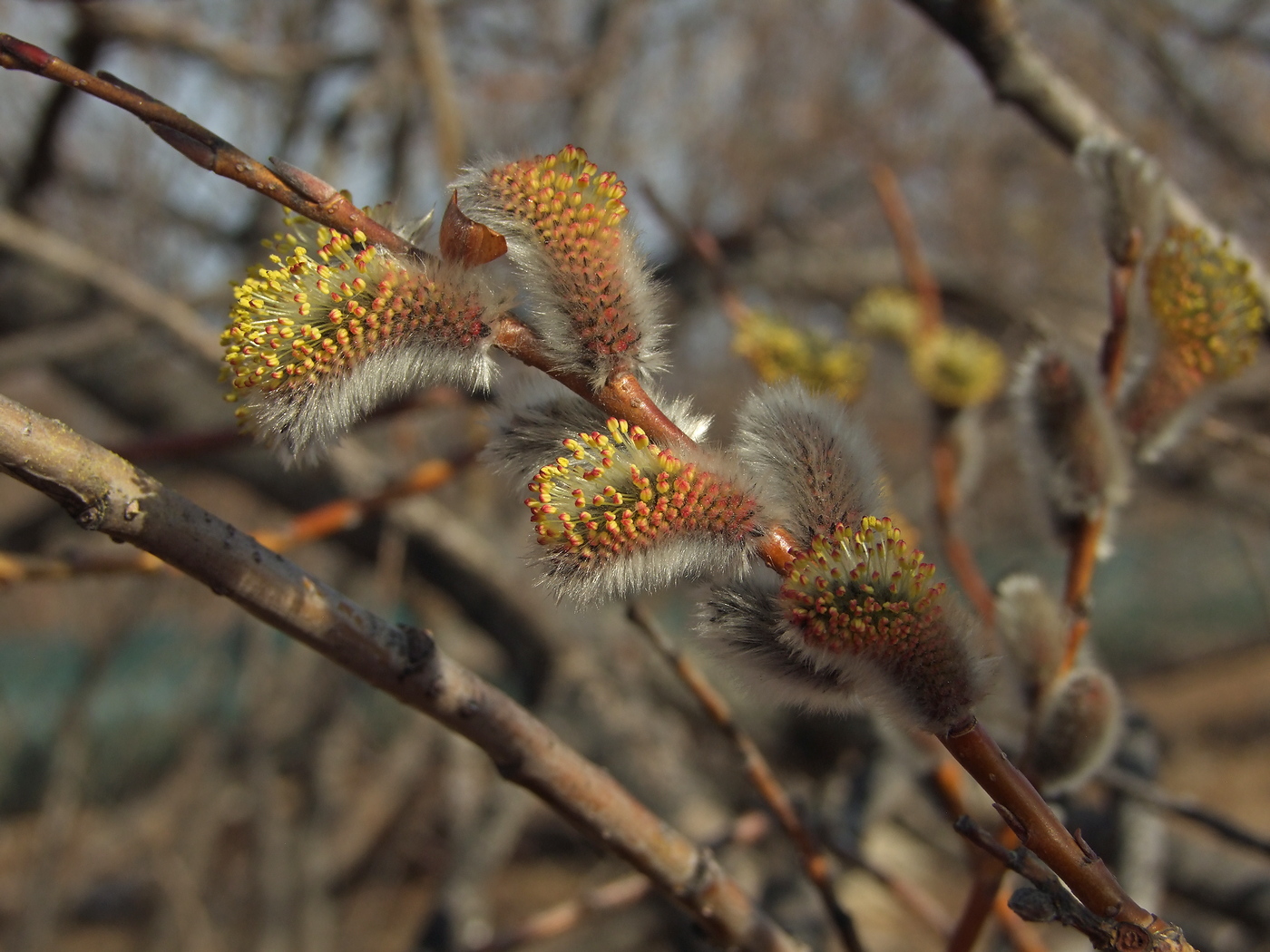 Image of Salix schwerinii specimen.