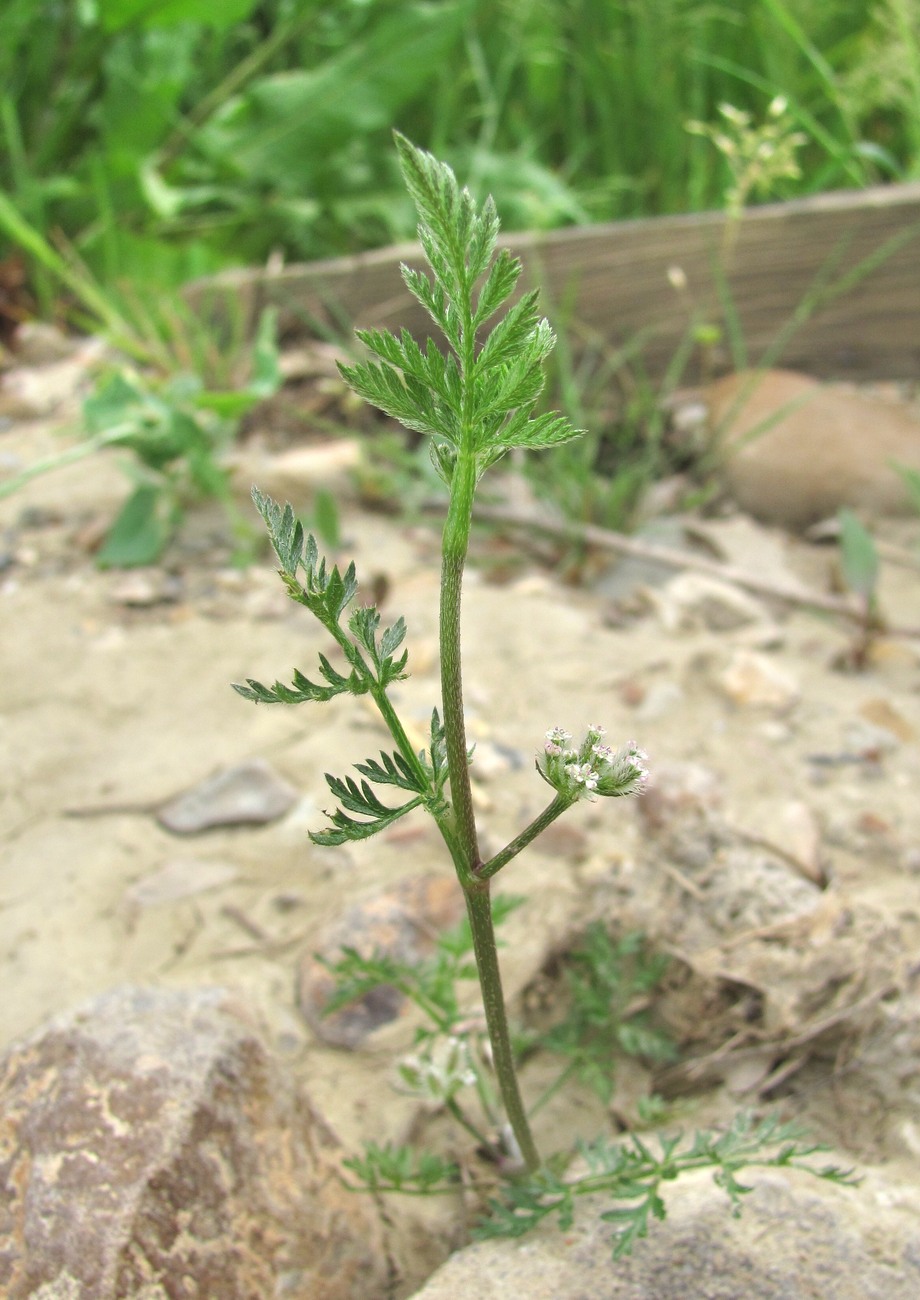 Image of genus Torilis specimen.