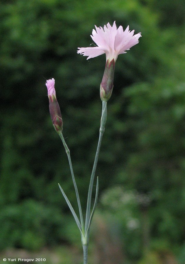 Image of genus Dianthus specimen.