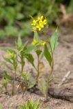 Erysimum cheiranthoides. Цветущее и плодоносящее растение. Санкт-Петербург, Кронштадтский р-н; о-в Котлин, батарея \"Демидов\", обочина гравийно-песчаной дороги. 15.09.2018.