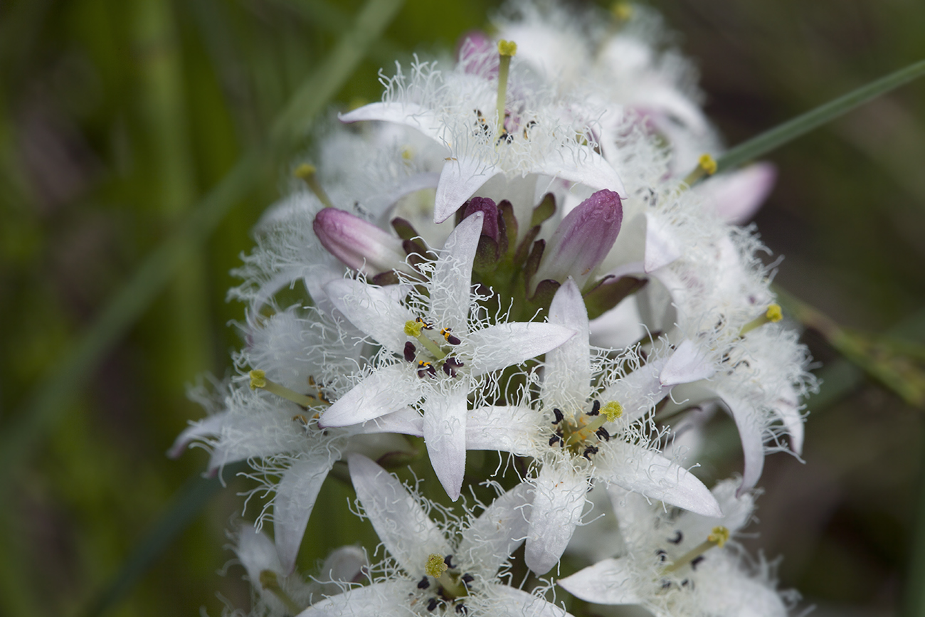 Image of Menyanthes trifoliata specimen.