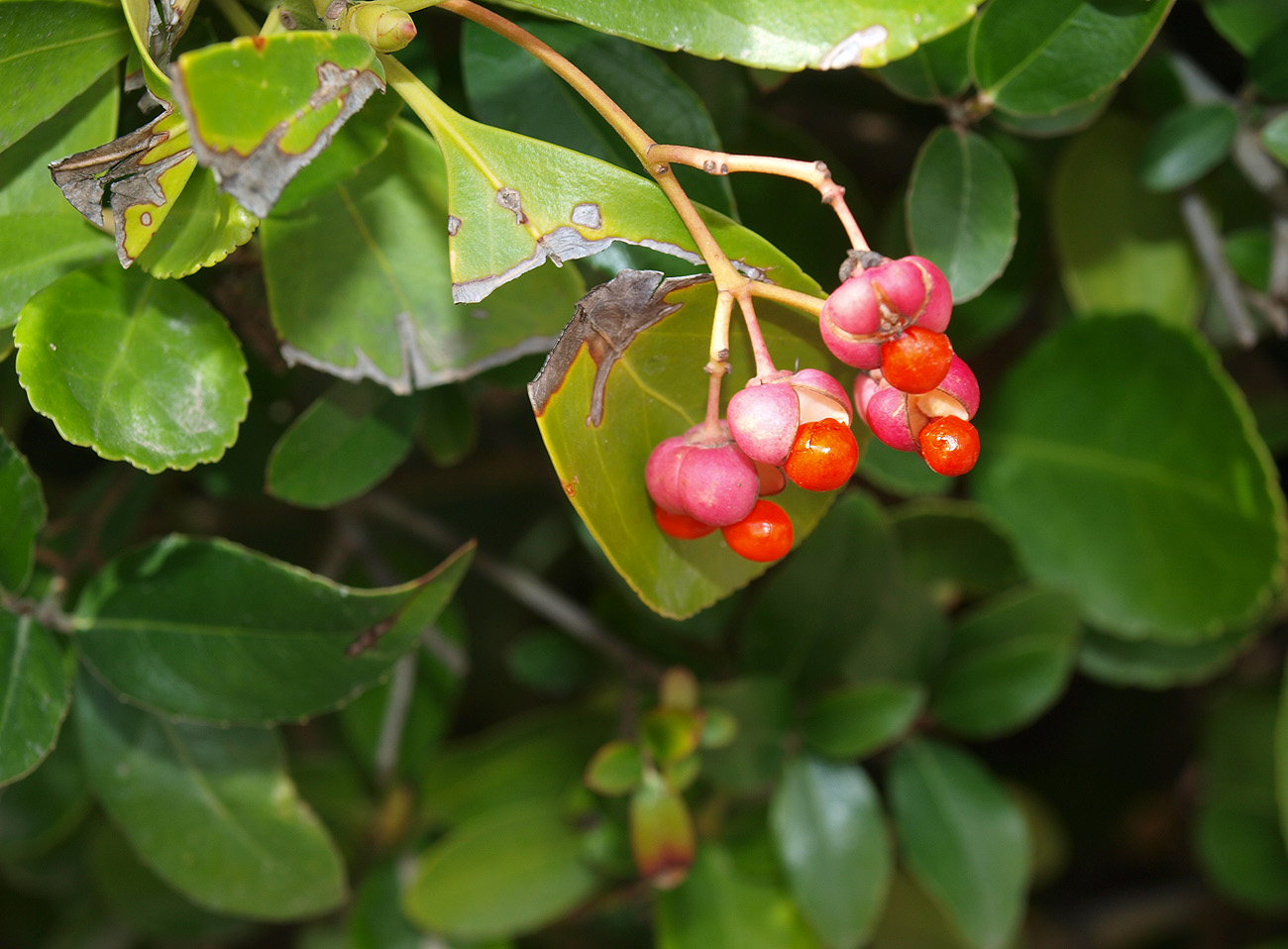 Изображение особи Euonymus japonicus.