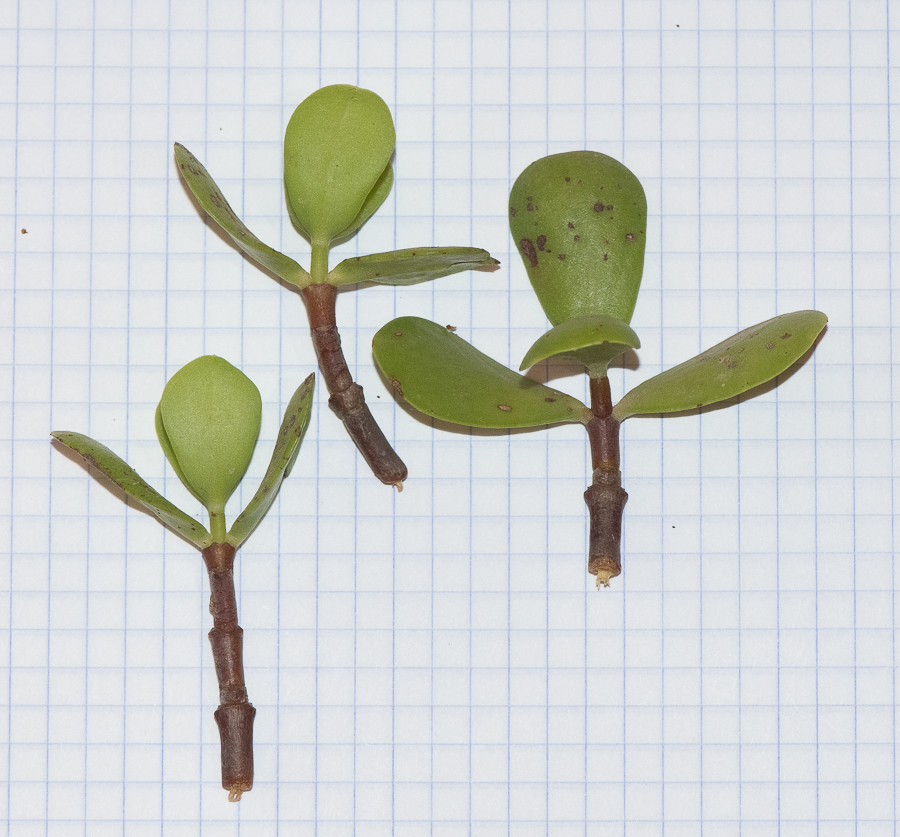 Image of Portulacaria afra specimen.