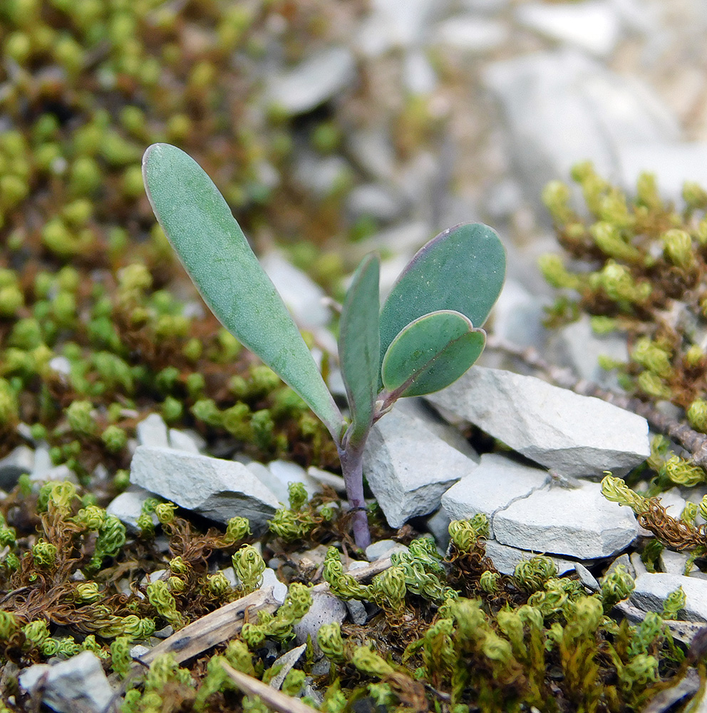 Image of Coronilla scorpioides specimen.