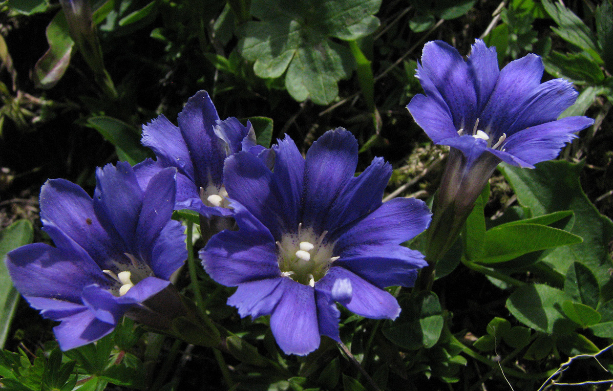 Image of Gentiana dshimilensis specimen.