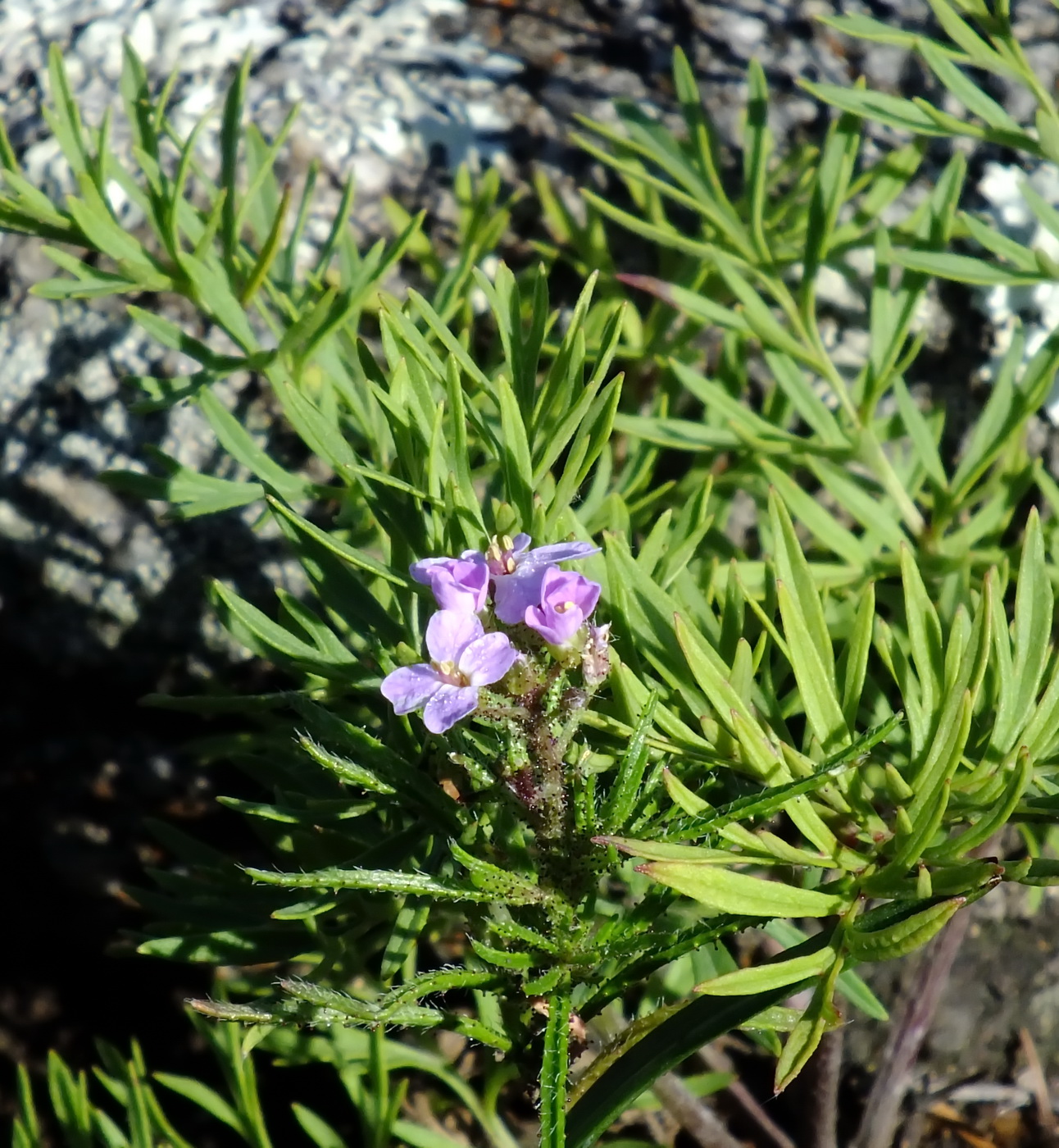 Изображение особи Dontostemon integrifolius var. glandulosus.