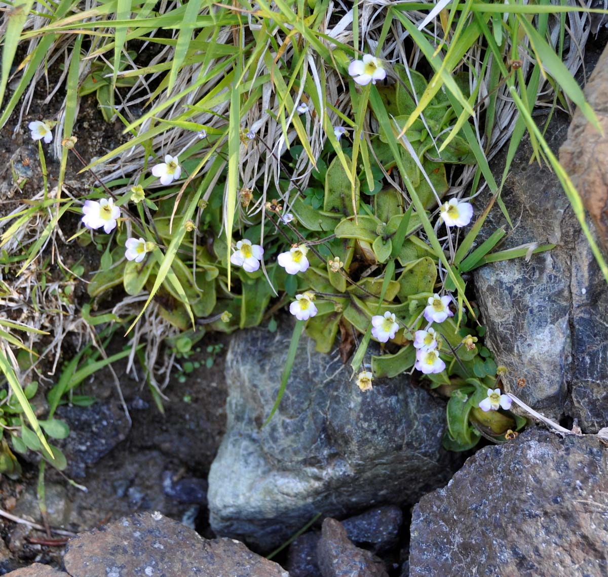 Изображение особи Pinguicula crystallina.