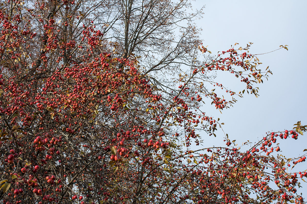 Image of Malus prunifolia specimen.