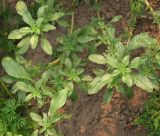 Amaranthus blitoides