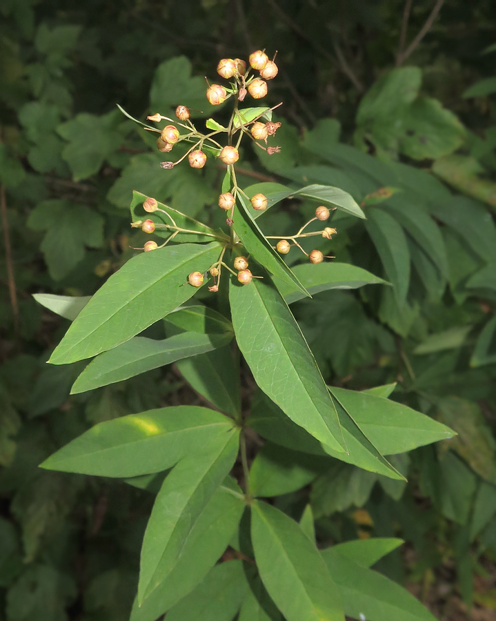 Изображение особи Lysimachia davurica.