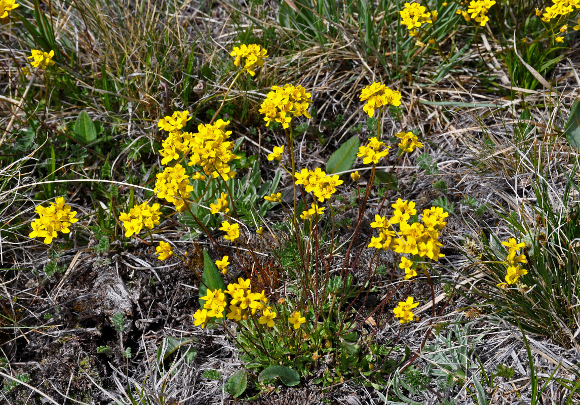 Image of Draba sibirica specimen.