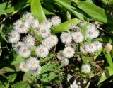 genus Erigeron. Верхушка плодоносящего растения. Сахалинская обл., Холмский р-н, перегон 77 км - Чертов мост, на насыпи. 13.08.2019.