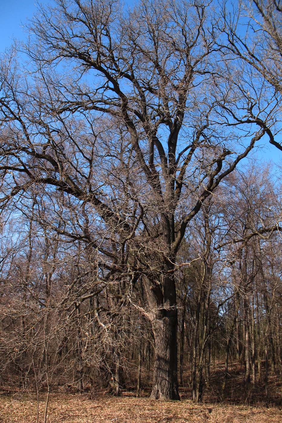 Image of Quercus robur specimen.