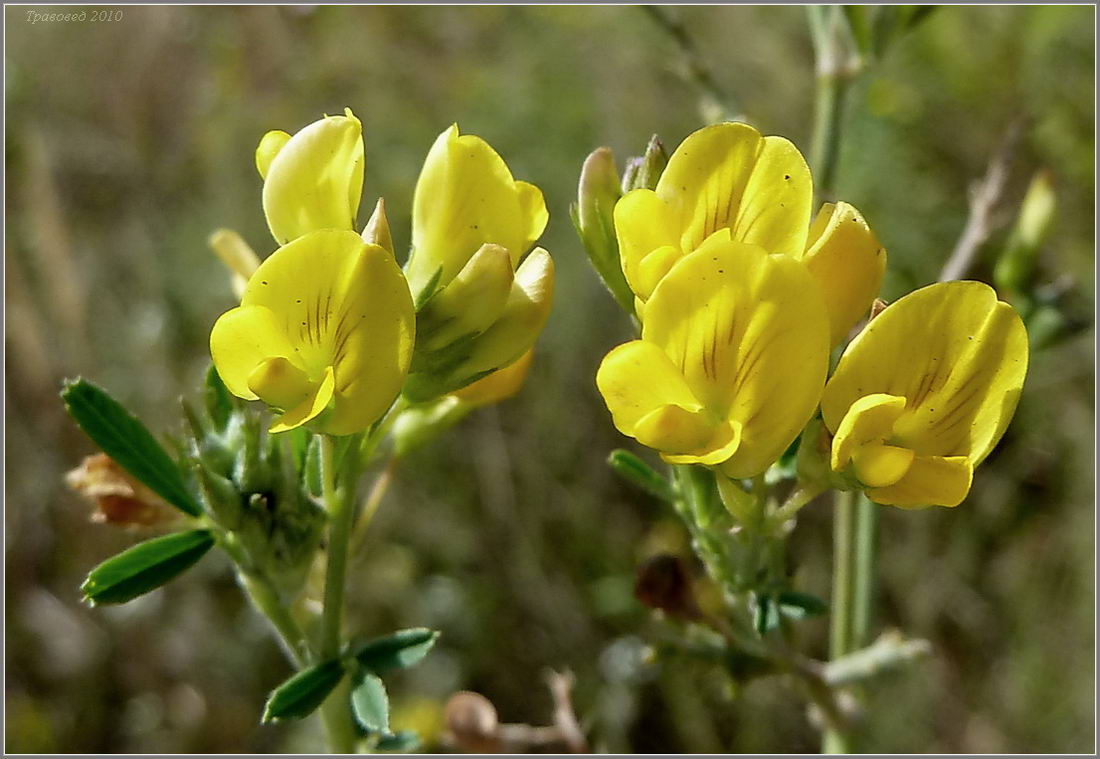 Изображение особи Medicago falcata.