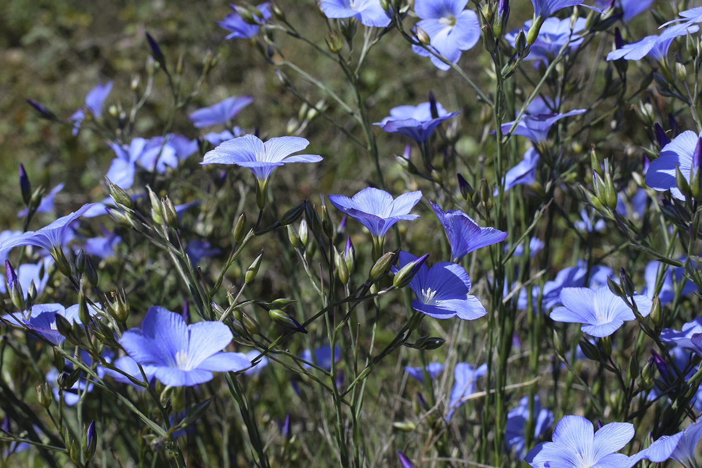 Image of Linum narbonense specimen.