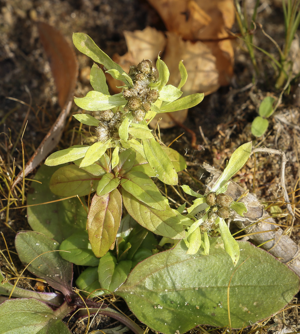 Image of Gnaphalium uliginosum specimen.