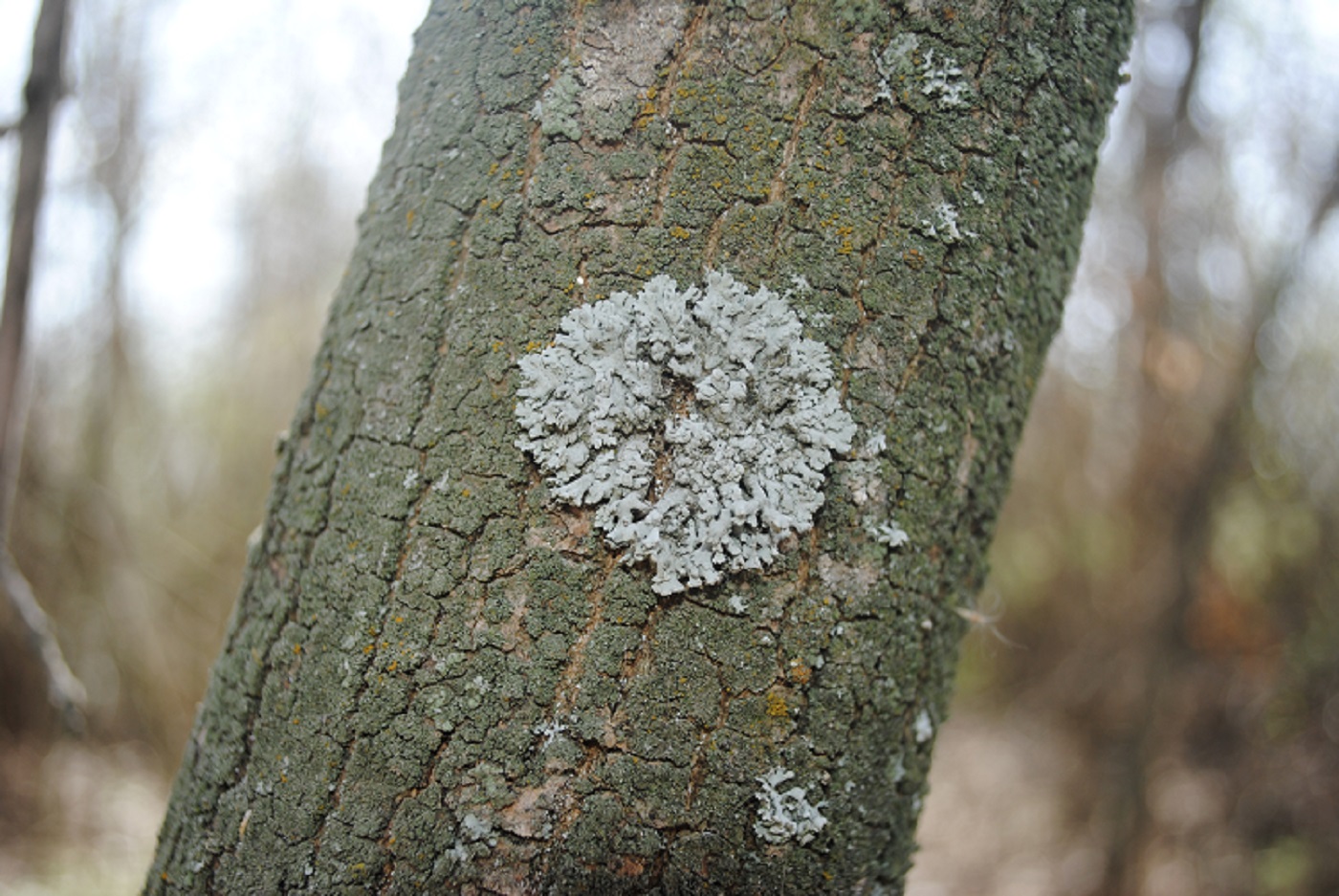 Image of Physcia dimidiata specimen.