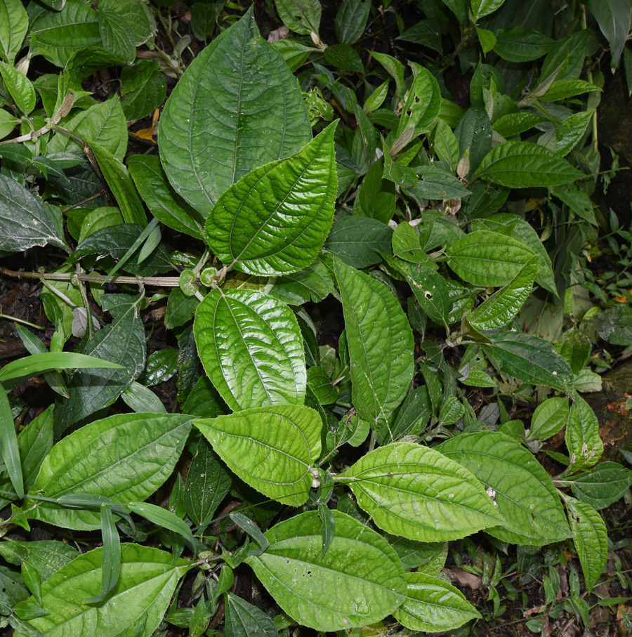 Изображение особи Liabum vargasii.