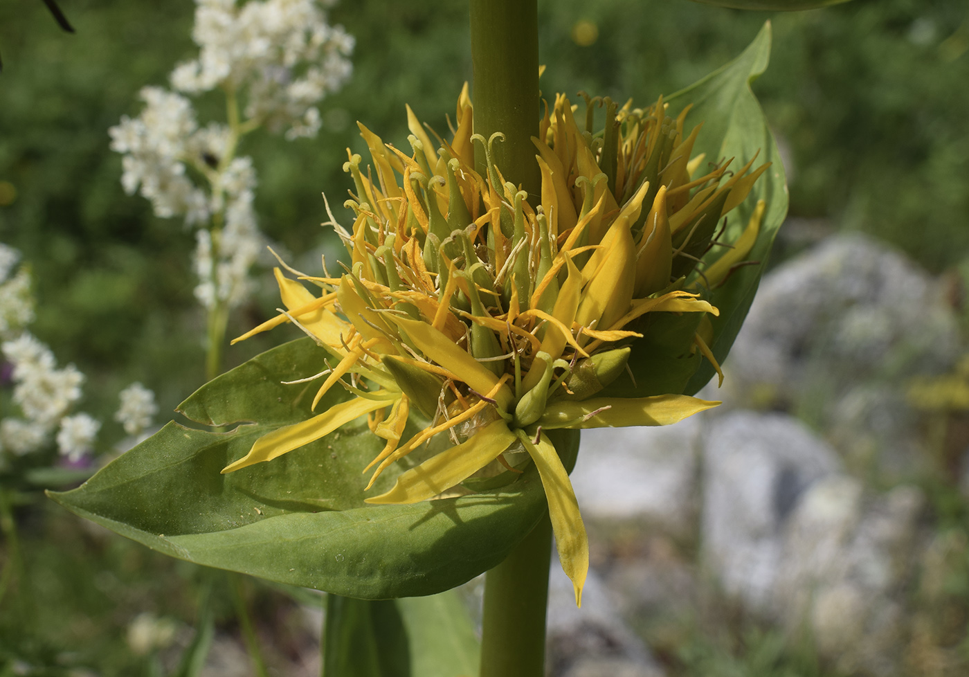 Image of Gentiana lutea specimen.