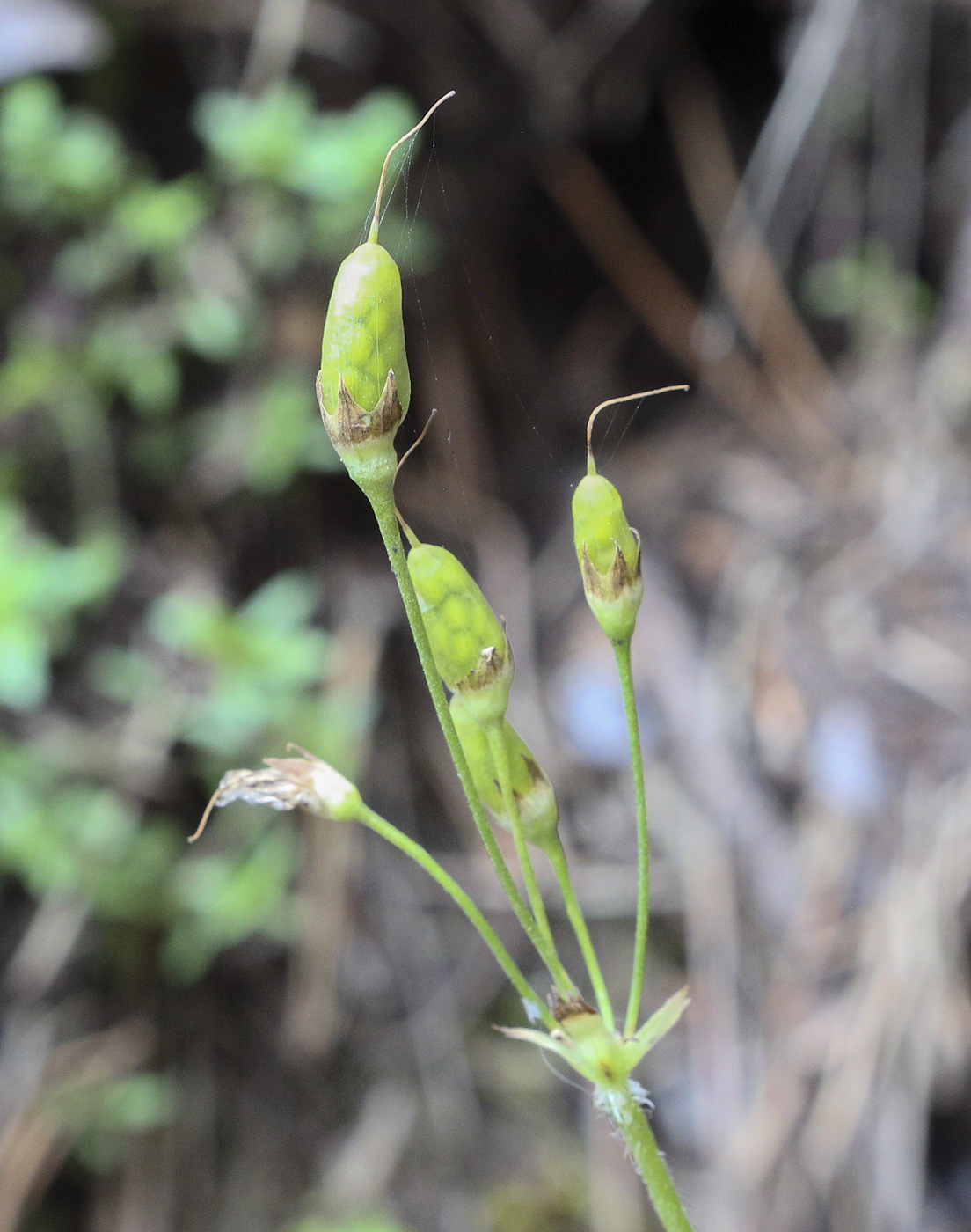 Image of Cortusa matthioli specimen.