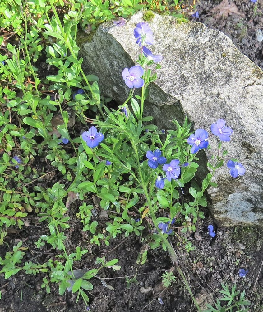 Image of Veronica fruticans specimen.