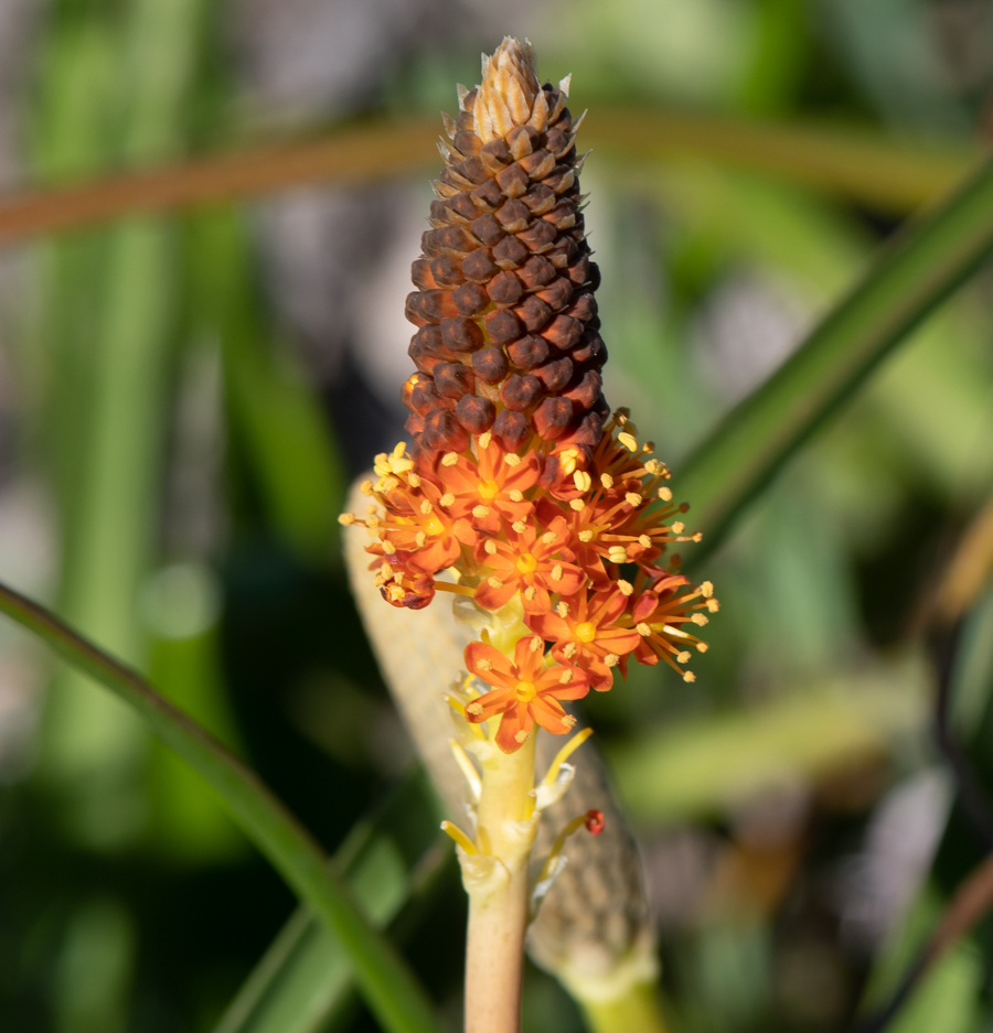 Изображение особи Bulbinella latifolia.