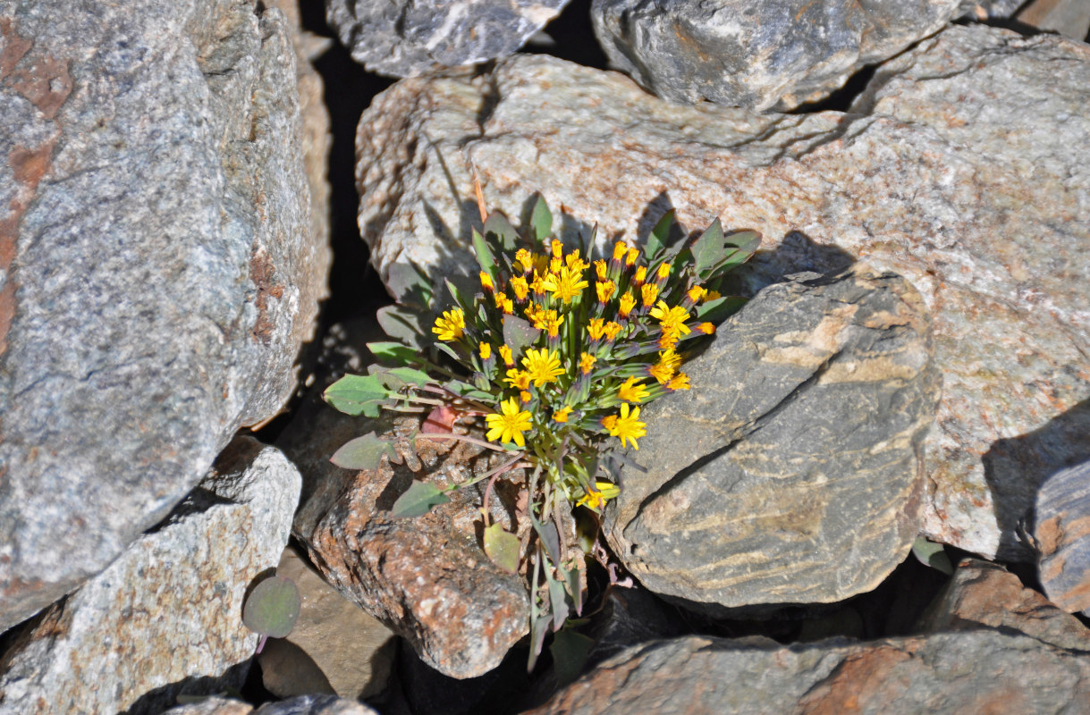 Image of Crepis nana specimen.