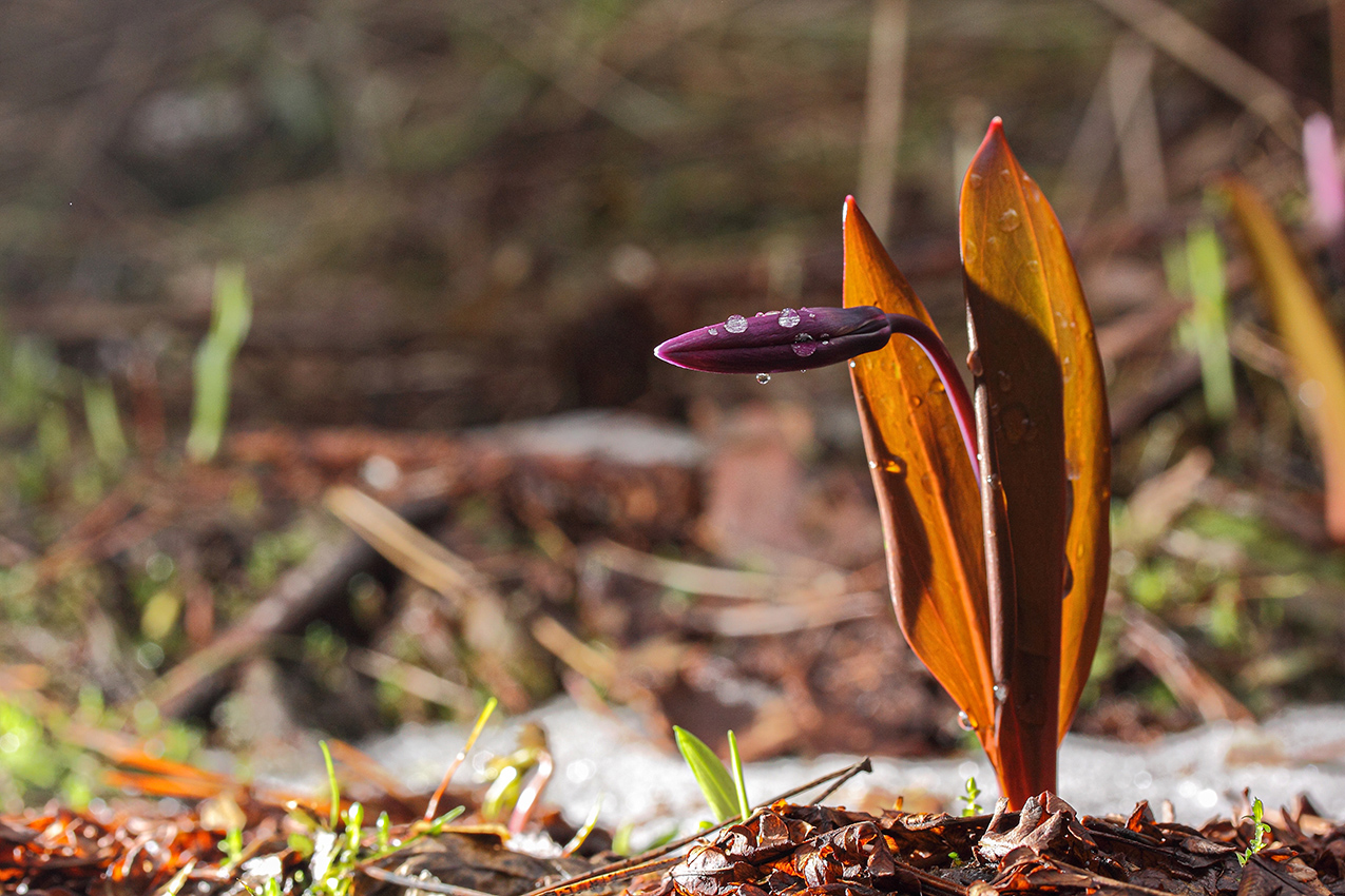 Изображение особи Erythronium sibiricum.