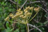 Heracleum moellendorffii. Соплодие. Приморье, Хасанский р-н, п-ов Гамова, бухта Тёплая, о-в Орлинка, заросли кустарников. 02.08.2021.