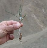 Hyacinthella atropatana