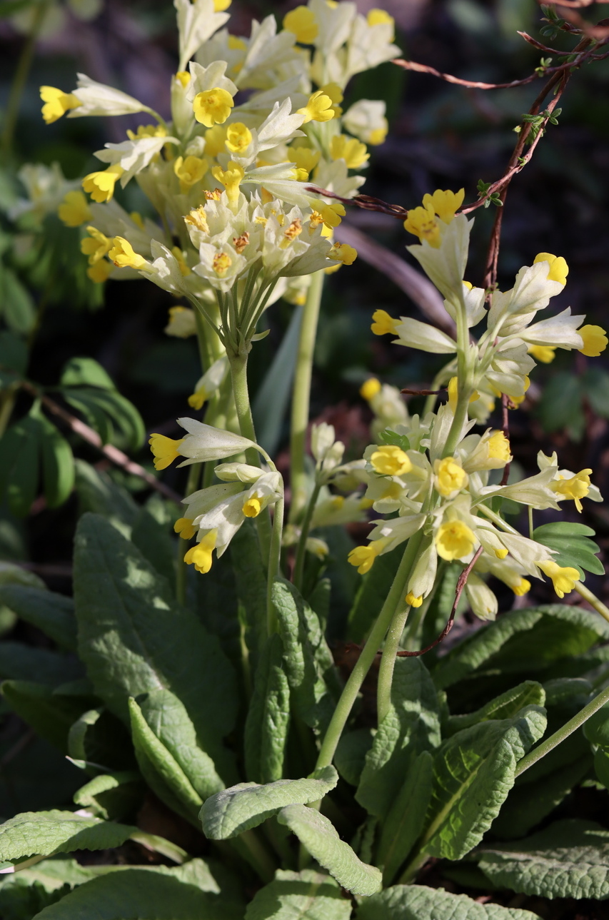 Image of Primula macrocalyx specimen.