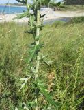 Cirsium bulgaricum