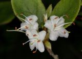 Rhododendron tschonoskii