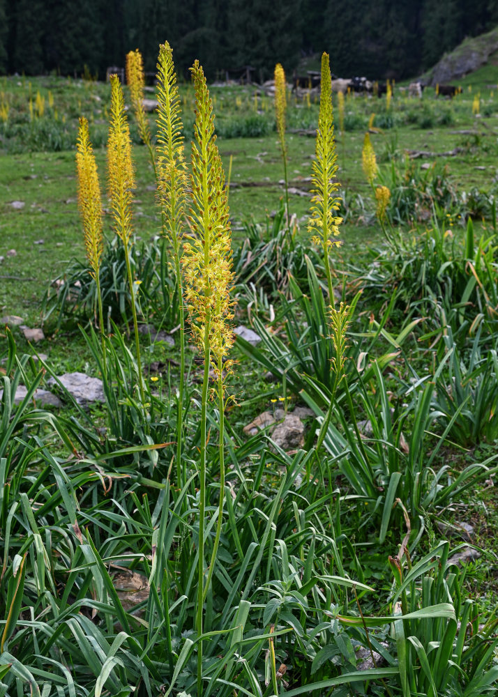 Image of Eremurus fuscus specimen.