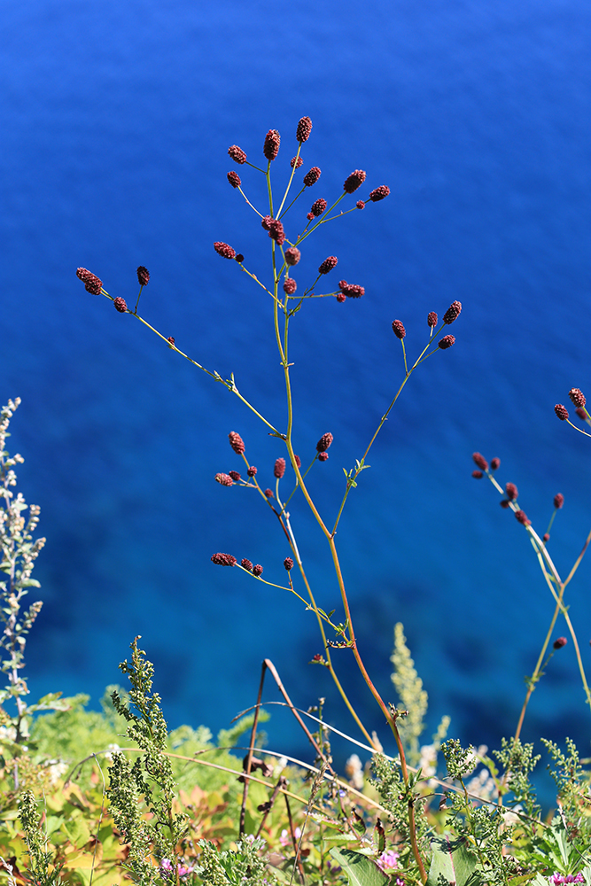 Изображение особи Sanguisorba officinalis.