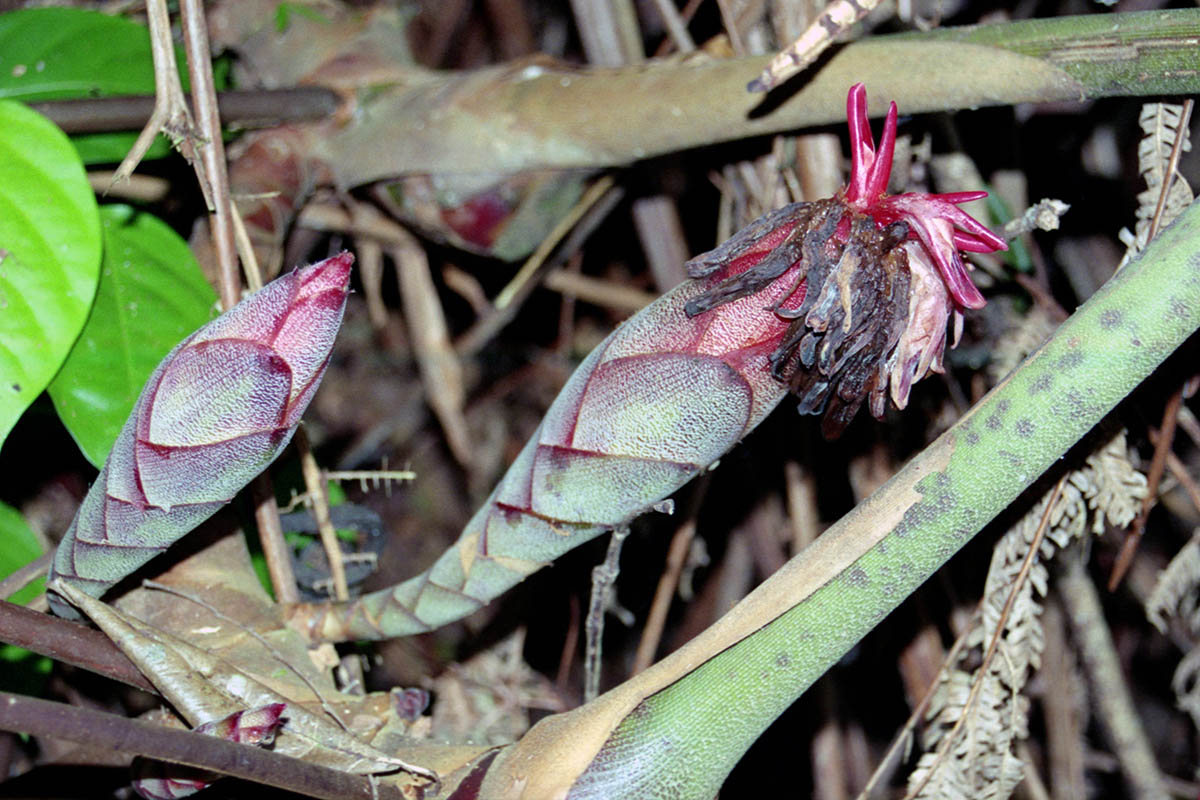 Image of familia Zingiberaceae specimen.