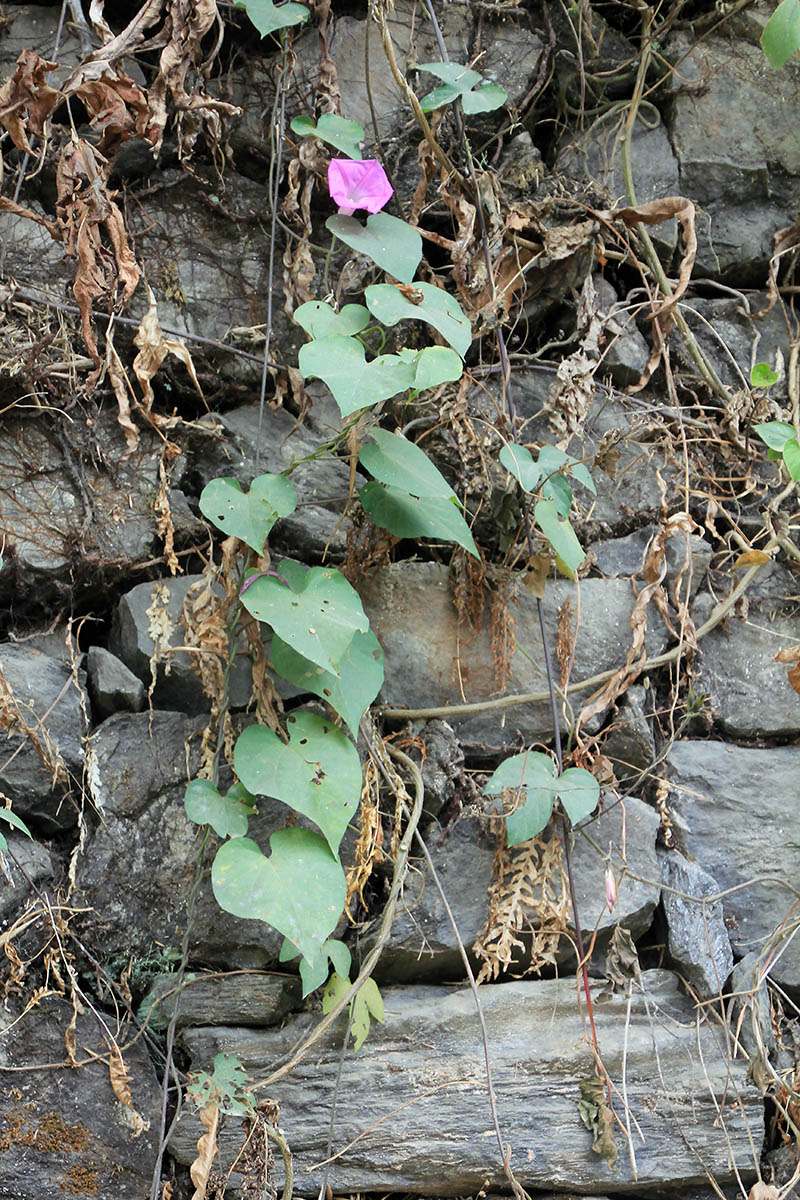 Image of genus Ipomoea specimen.