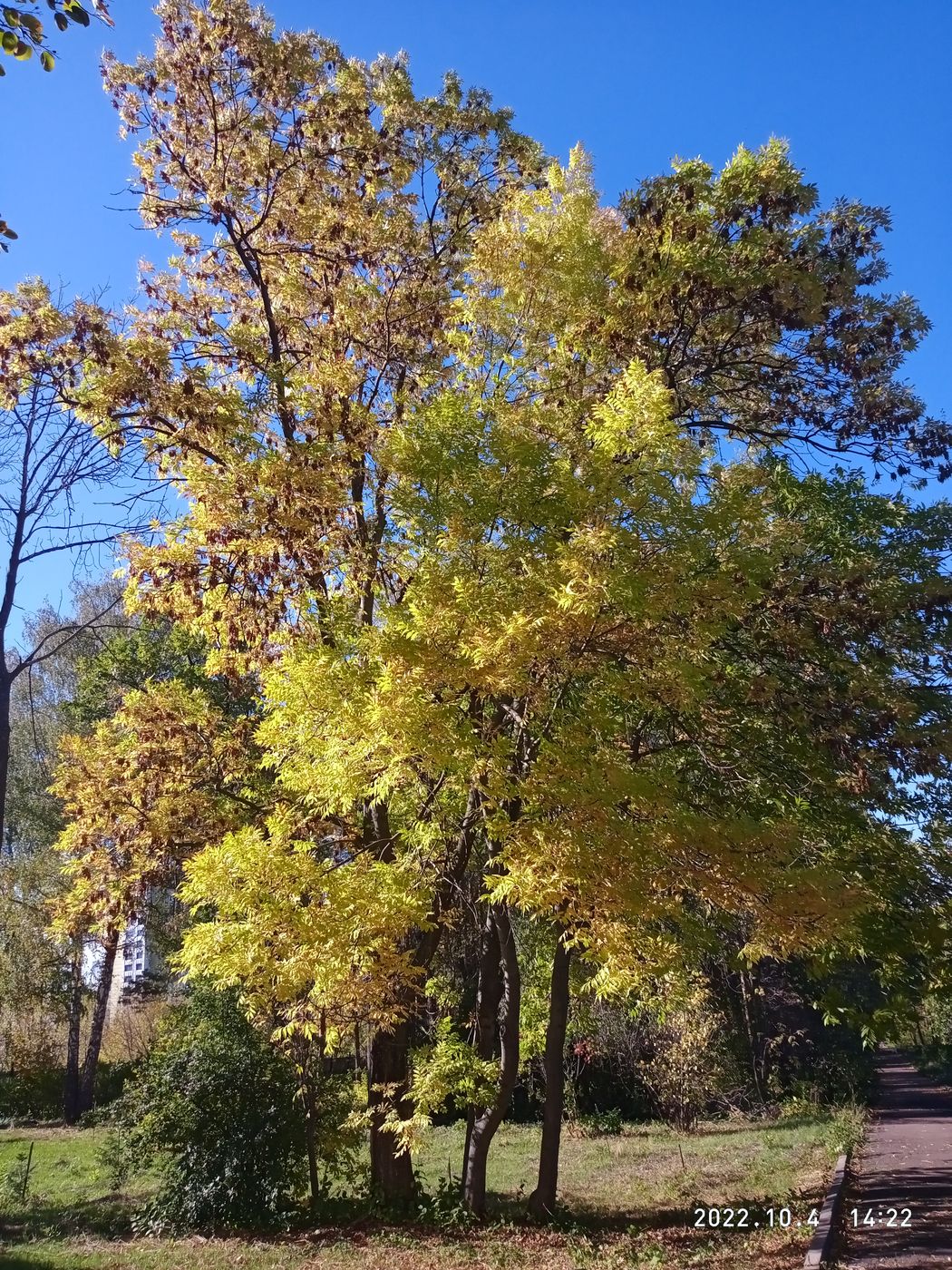 Изображение особи Fraxinus mandshurica.