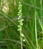 Goodyera repens