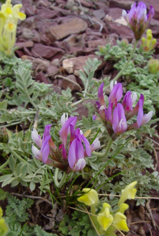 Image of Astragalus petraeus specimen.