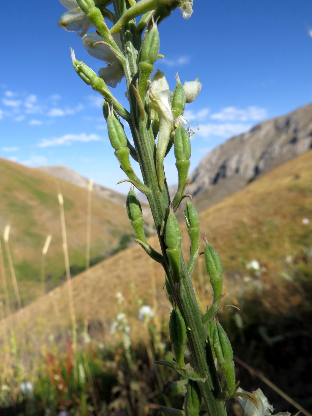 Изображение особи Delphinium biternatum.