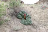 Смотреть изображение Rheum turkestanicum