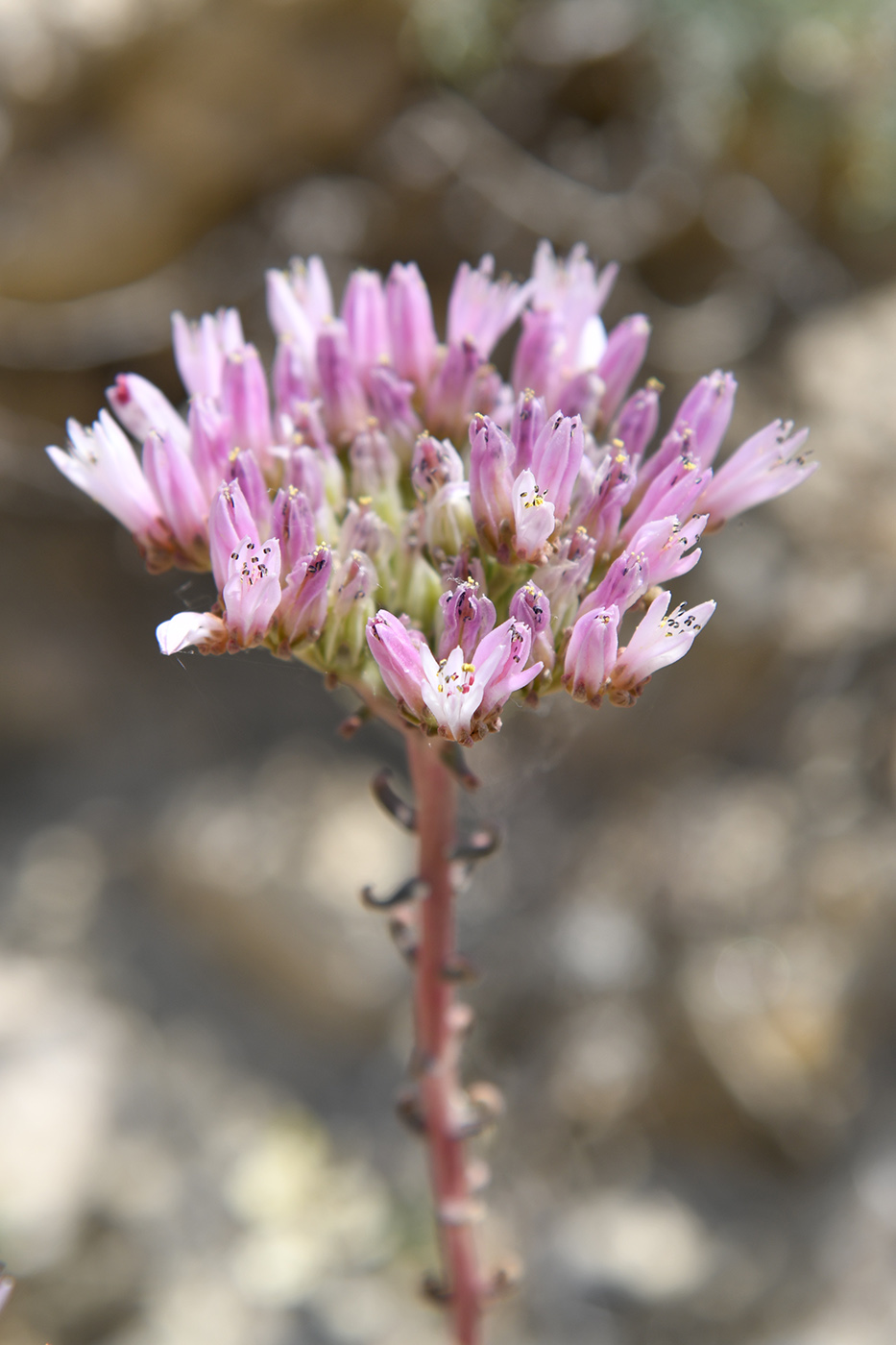 Image of Pseudosedum longidentatum specimen.