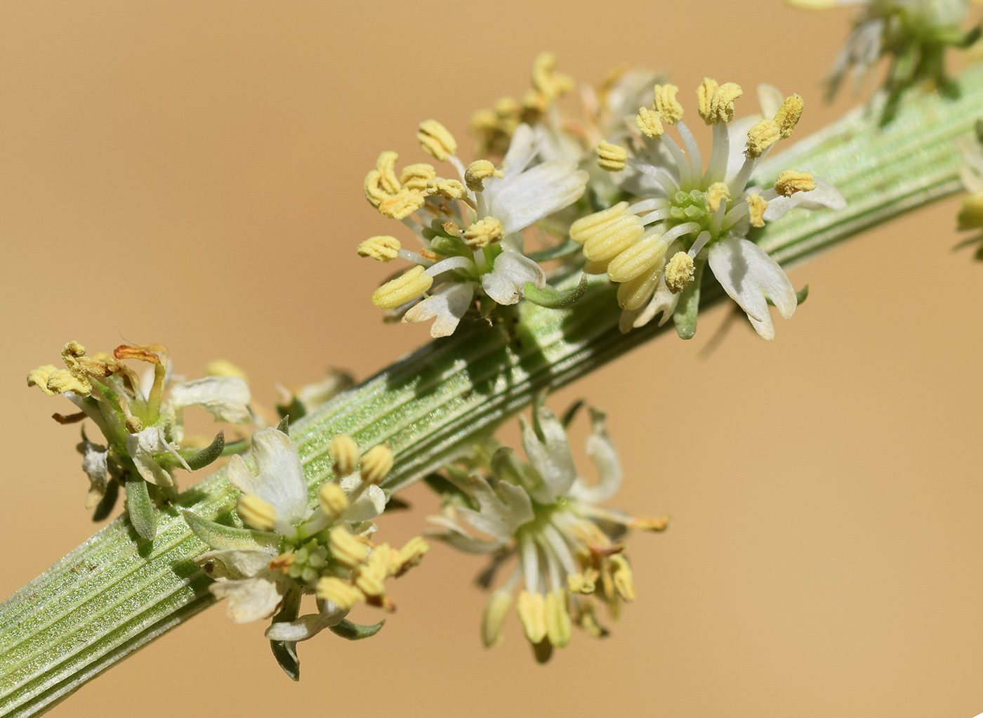 Image of Reseda alba specimen.