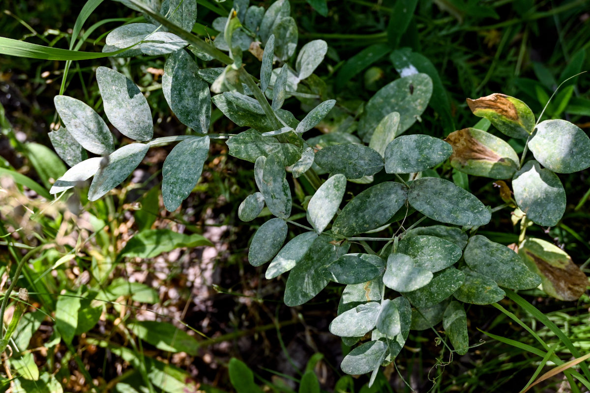 Image of Lathyrus pisiformis specimen.