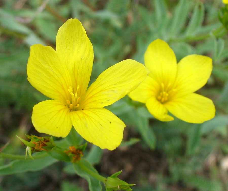 Image of Linum alexeenkoanum specimen.