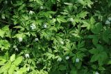 Anemone nemorosa. Цветущие растения в сообществе с Filipendula ulmaria s.l., Aegopodium podagraria, Urtica и Stellaria nemorum. Ленинградская обл., Ломоносовский р-н, окр. дер. Ломаха; дно дол. р. Ламошка, пойменный(?) лужок в окружении широколиственного леса. 21.05.2023.