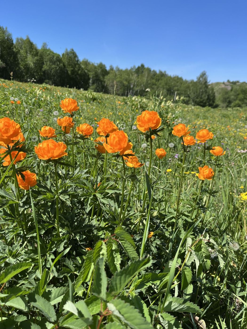 Изображение особи Trollius altaicus.