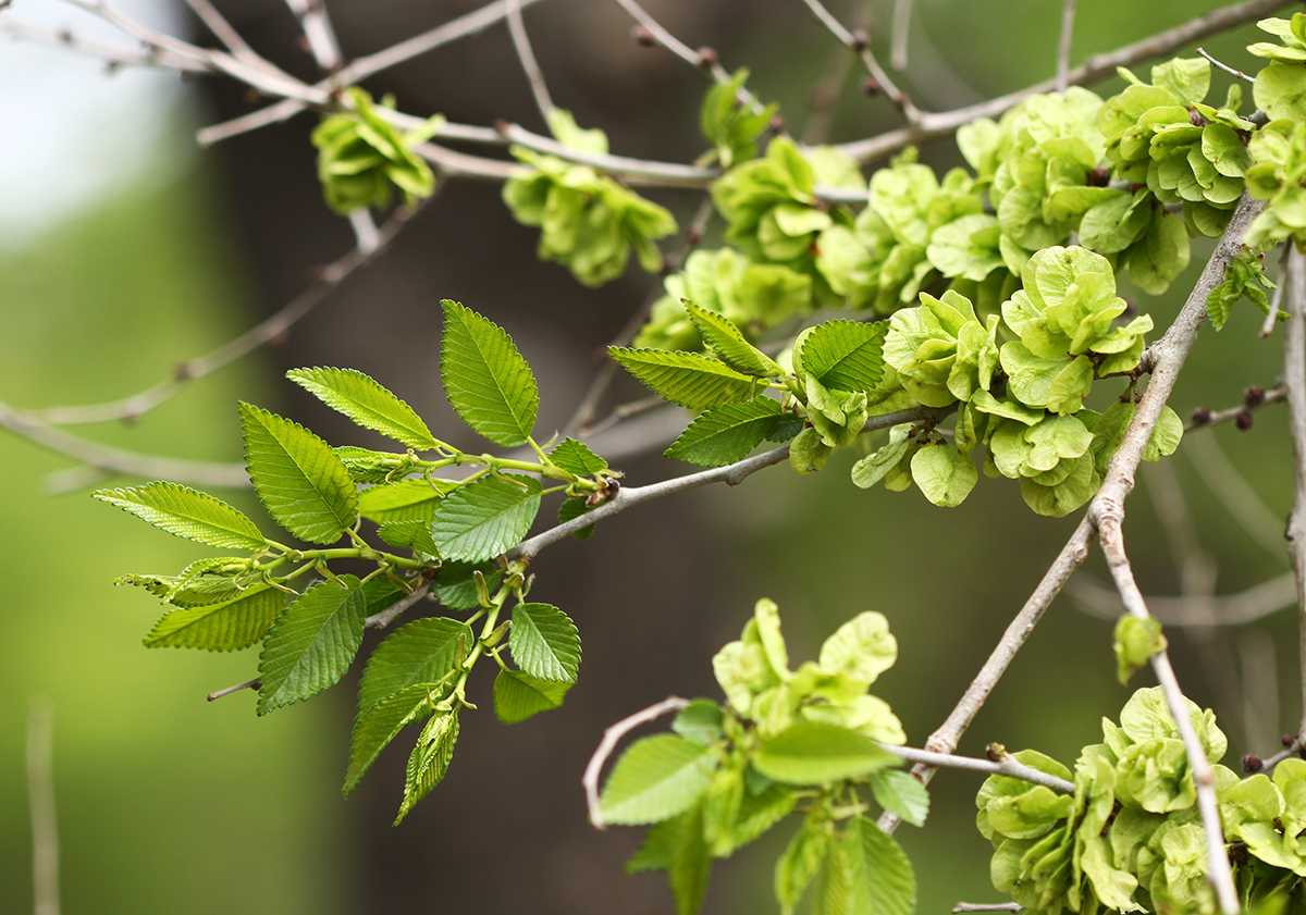 Image of Ulmus pumila specimen.