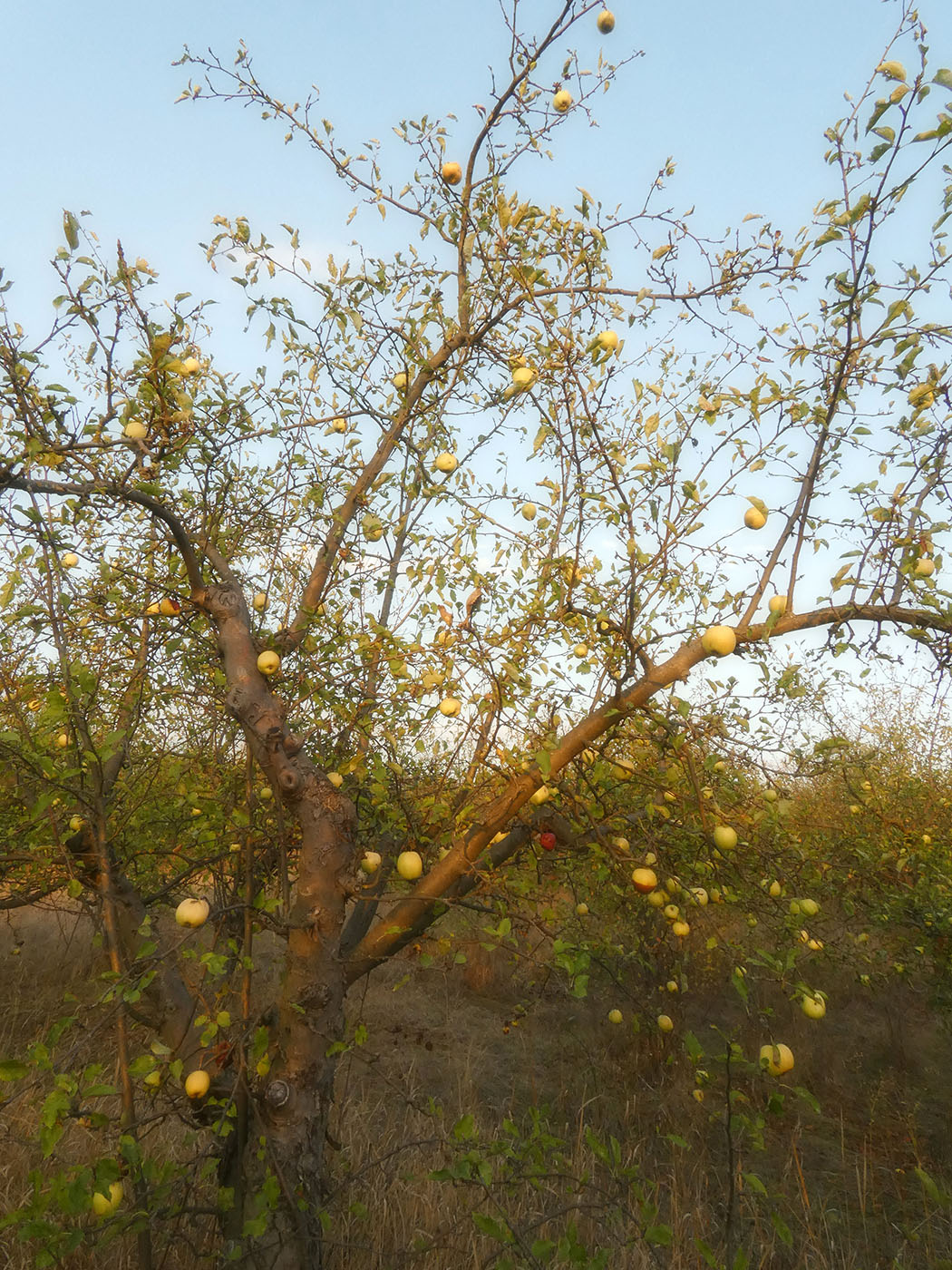 Изображение особи Malus domestica.